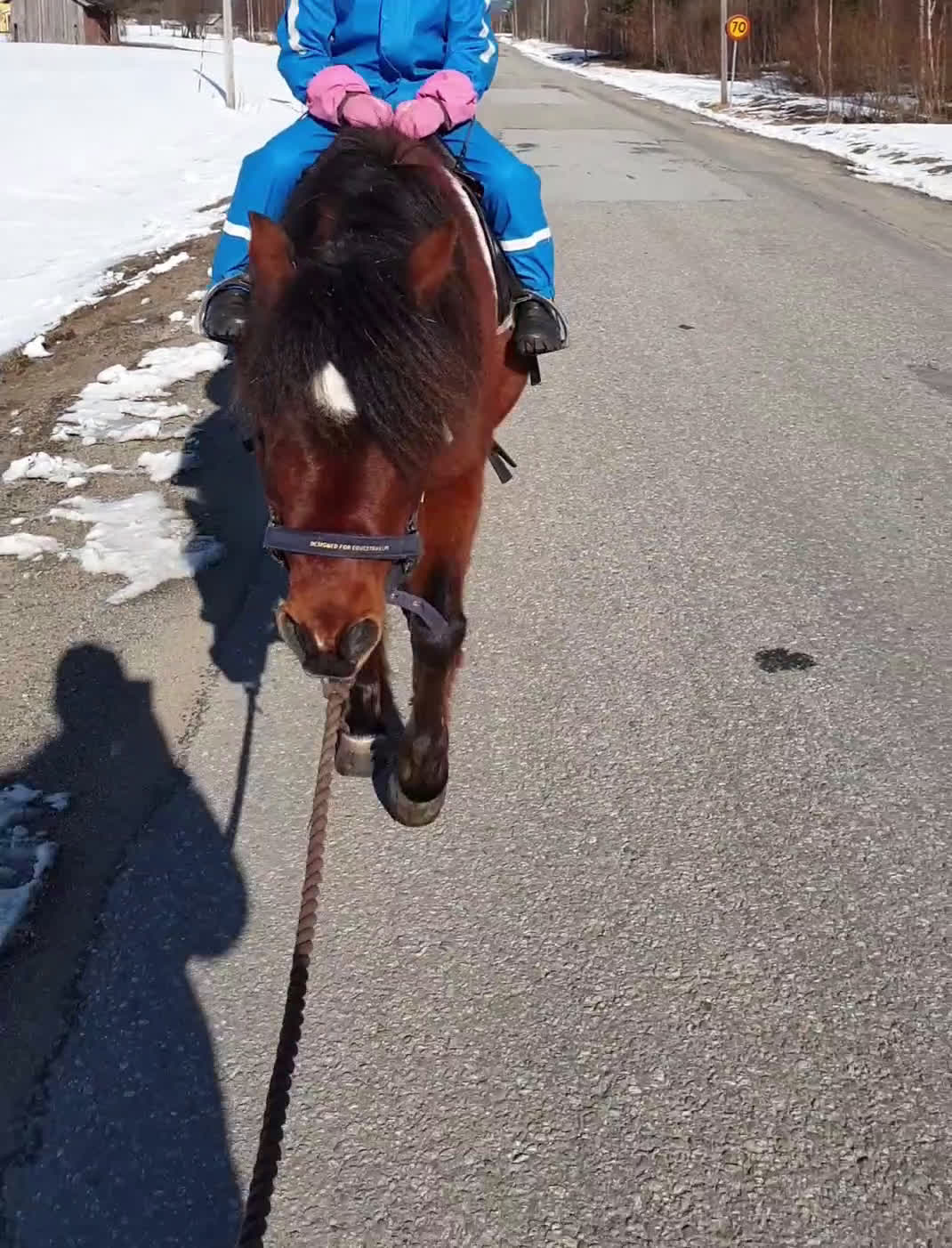 Allround hästar till salu: Söt och snäll b-ponny  i Nordmaling - Video 1