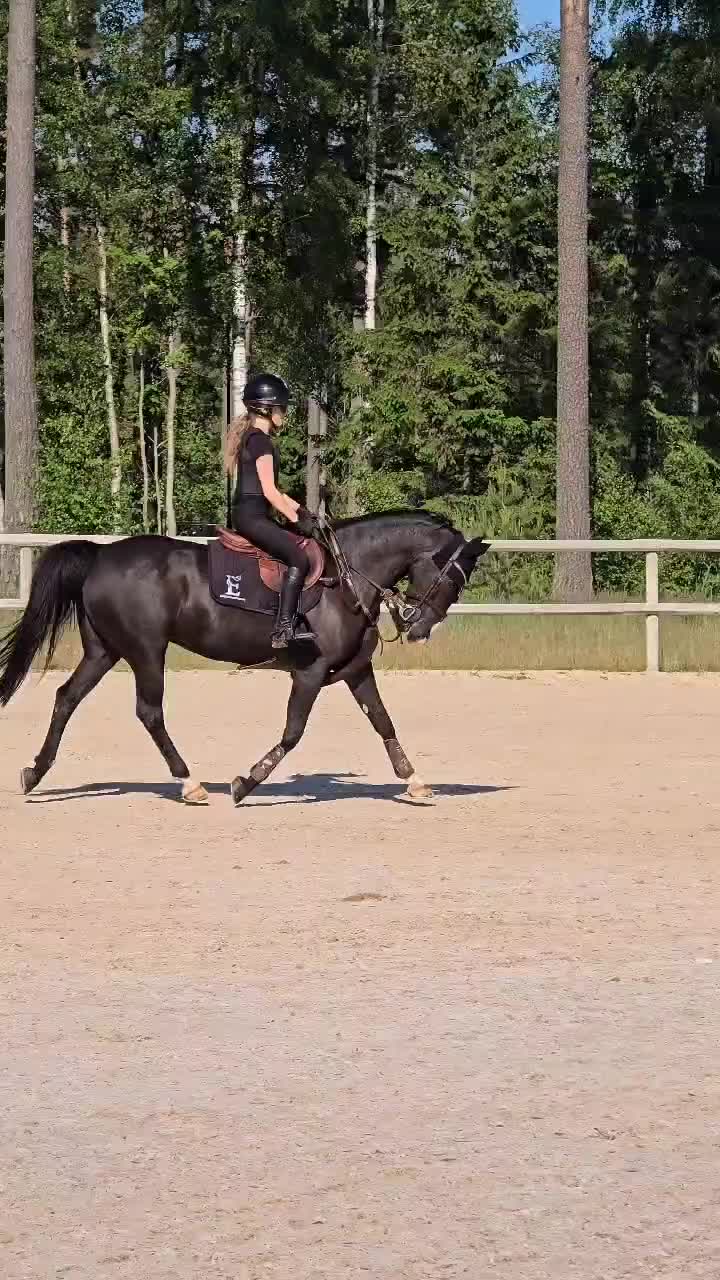 Hoppning hästar till salu: Supertrevlig C ponny - Video 1