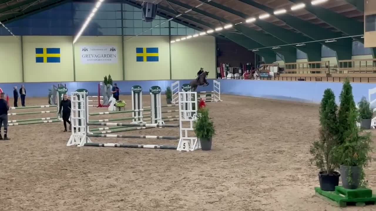 Hoppning hästar till salu: Lovande 4-åring!  - Video 2