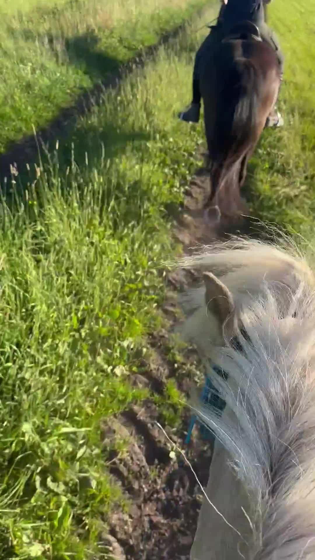  hästjobb finnes: Hästjobb sökes i Falköping - Video 2