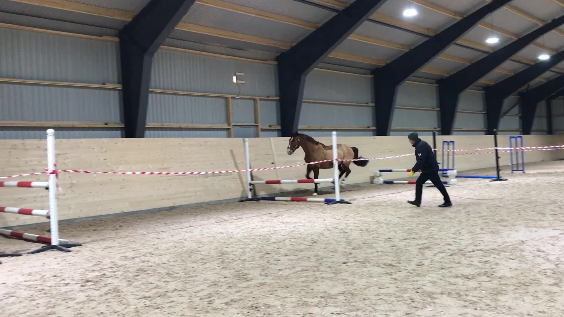 Allround hästar till salu: Två fantastiska valacker söker nytt hem - Video 1