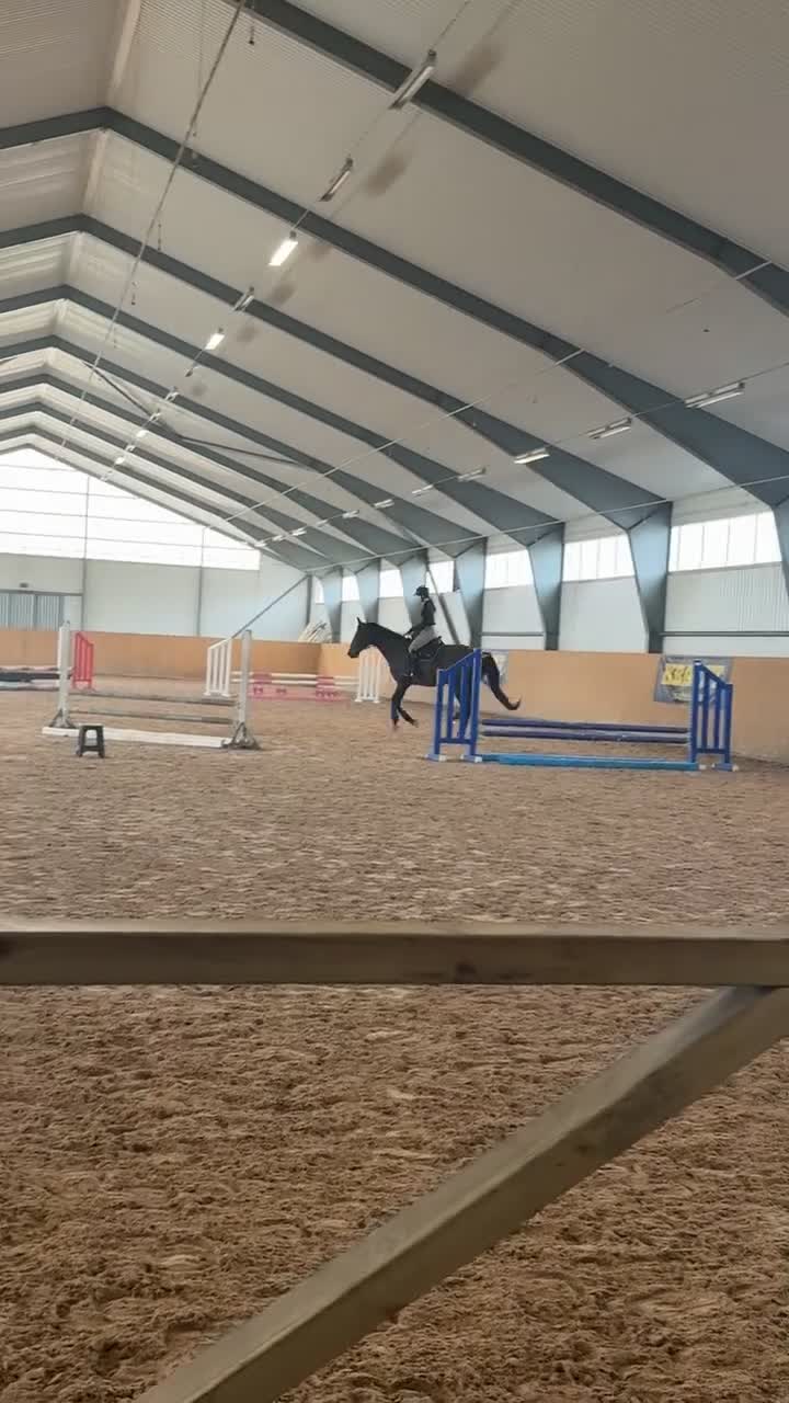  foderhäst finnes: 18 årigt sto uthyres  - Video 1