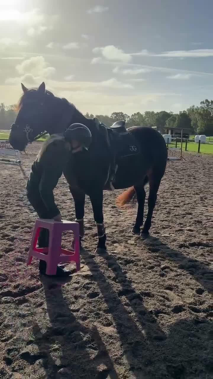 Hoppning hästar till salu: Sto med hjärta av guld och fin utstrålning!  - Video 1