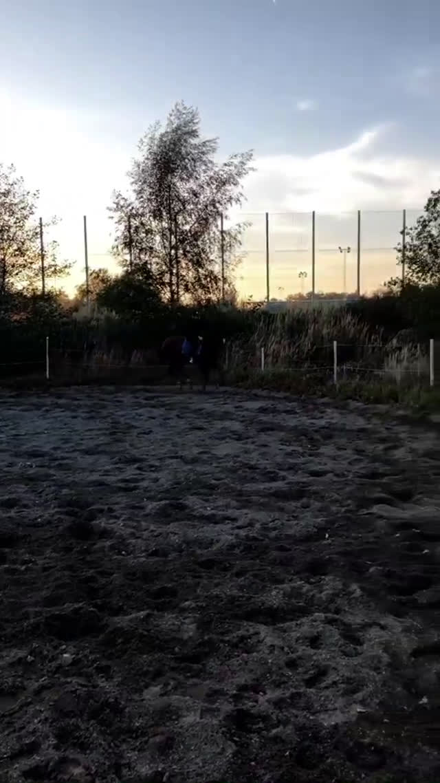  medryttarhäst sökes: Medryttarhäst sökes! i Malmö - Video 1