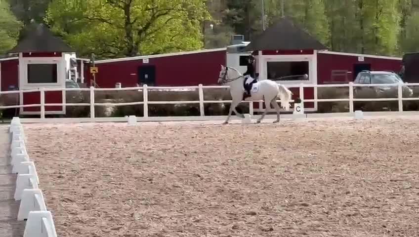 Working Equitation hästar till salu: Välutbildad läromästare i WE & dressyr i Skövde - Video 3