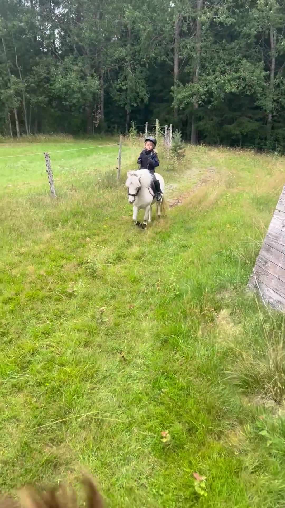 Allround hästar till salu: Finns rätt hem för vår hjärtehäst?  - Video 3