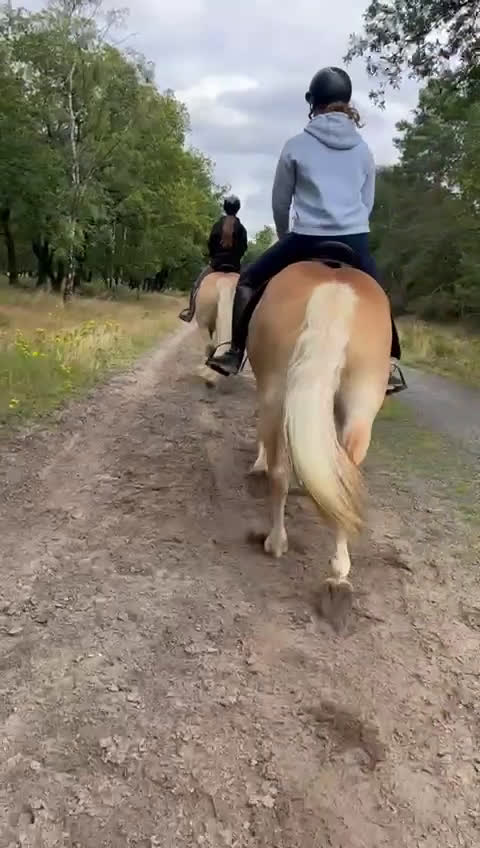 Akademiskt hästar till salu: Haflinger & Shetland Pony – Seeking a Forever Home - Video 2