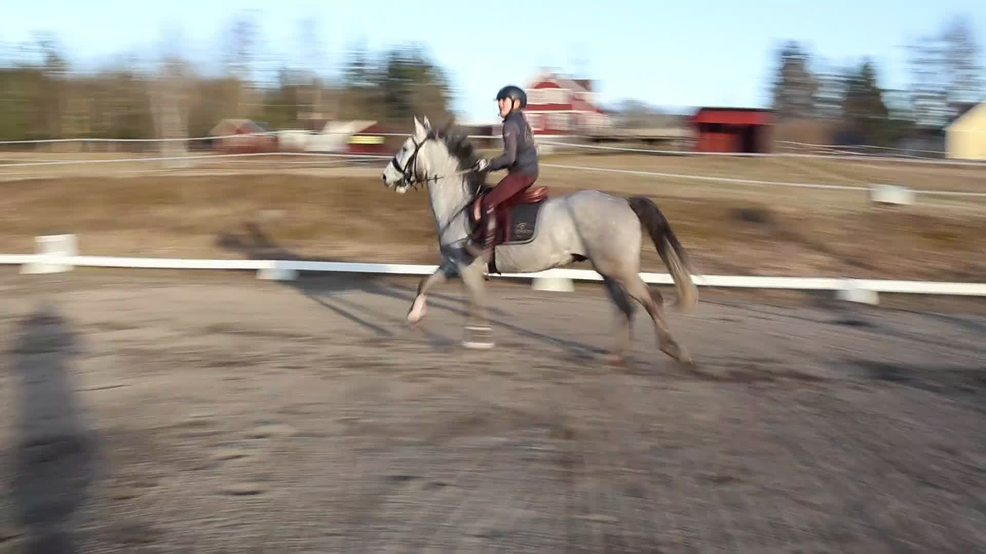 Allround hästar till salu: Drömponnyn ✨️🩶 - Video 1