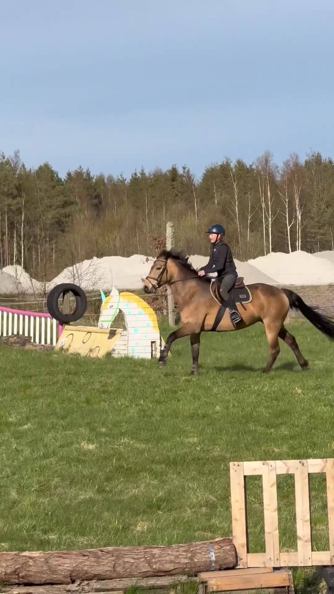 Allround hästar till salu: Talangfull D-ponny med hjärtat på rätt ställe✨ - Video 1