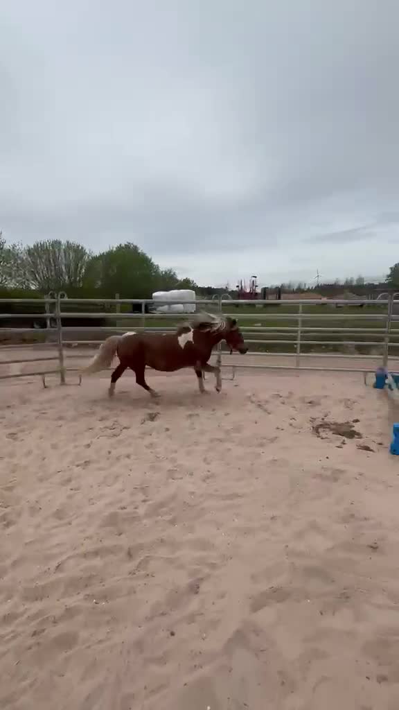 Allround hästar till salu: Världens bästa B-ponny? Byte möjligt! - Video 2