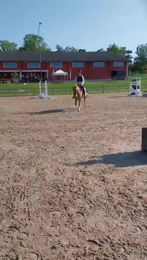 Allround hästar till salu: Charmigaste stjärnan🌟 i Norsholm - Video 1