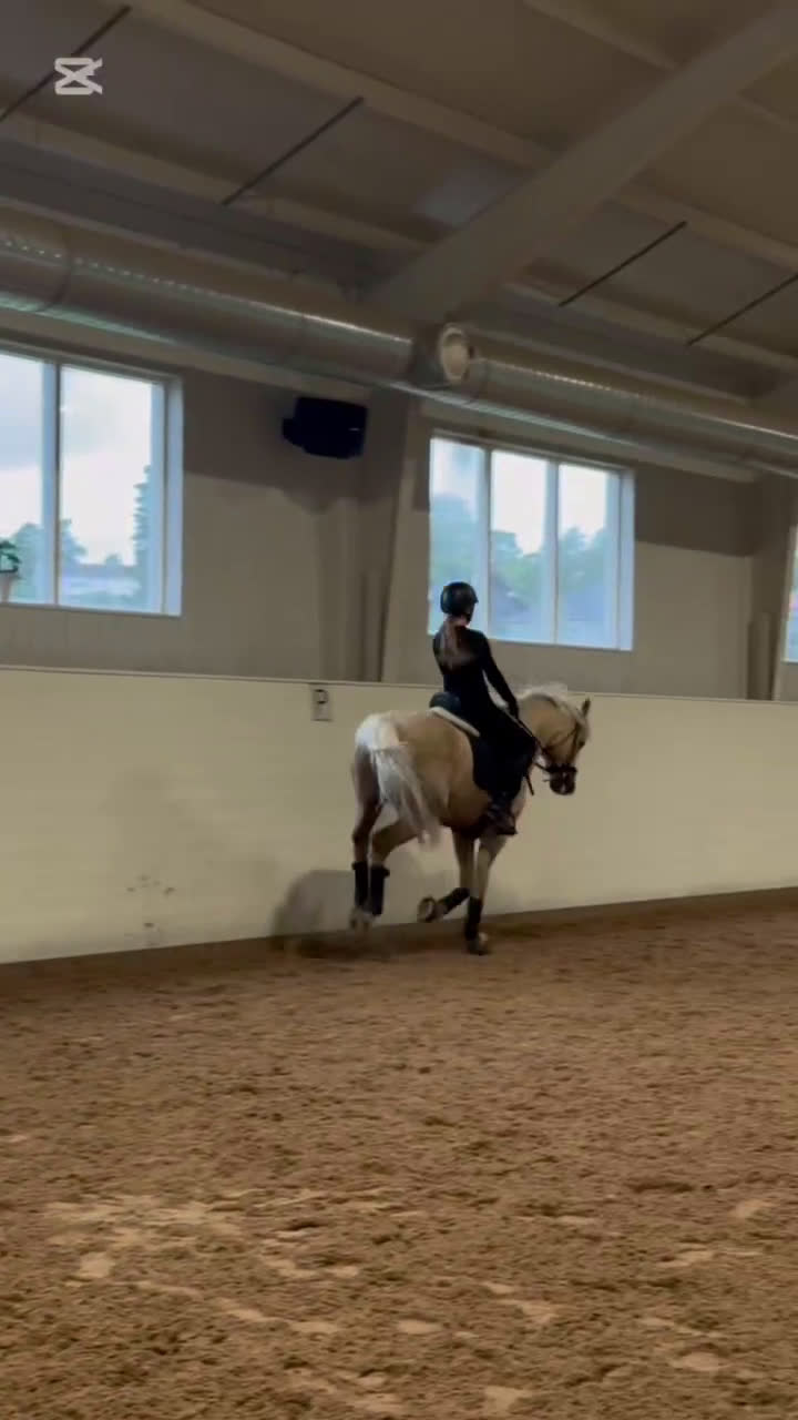 Allround hästar till salu: Älskad ponny med internationella meriter!  i Värmdö - Video 2