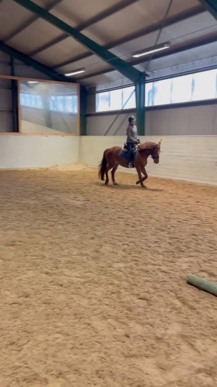 Allround hästar till salu: Ponny med potential - Video 1