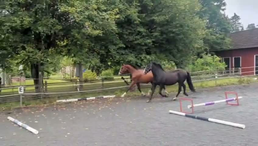 Dressyr hästar till salu: Mycket snygg och stabil kille! - Video 1