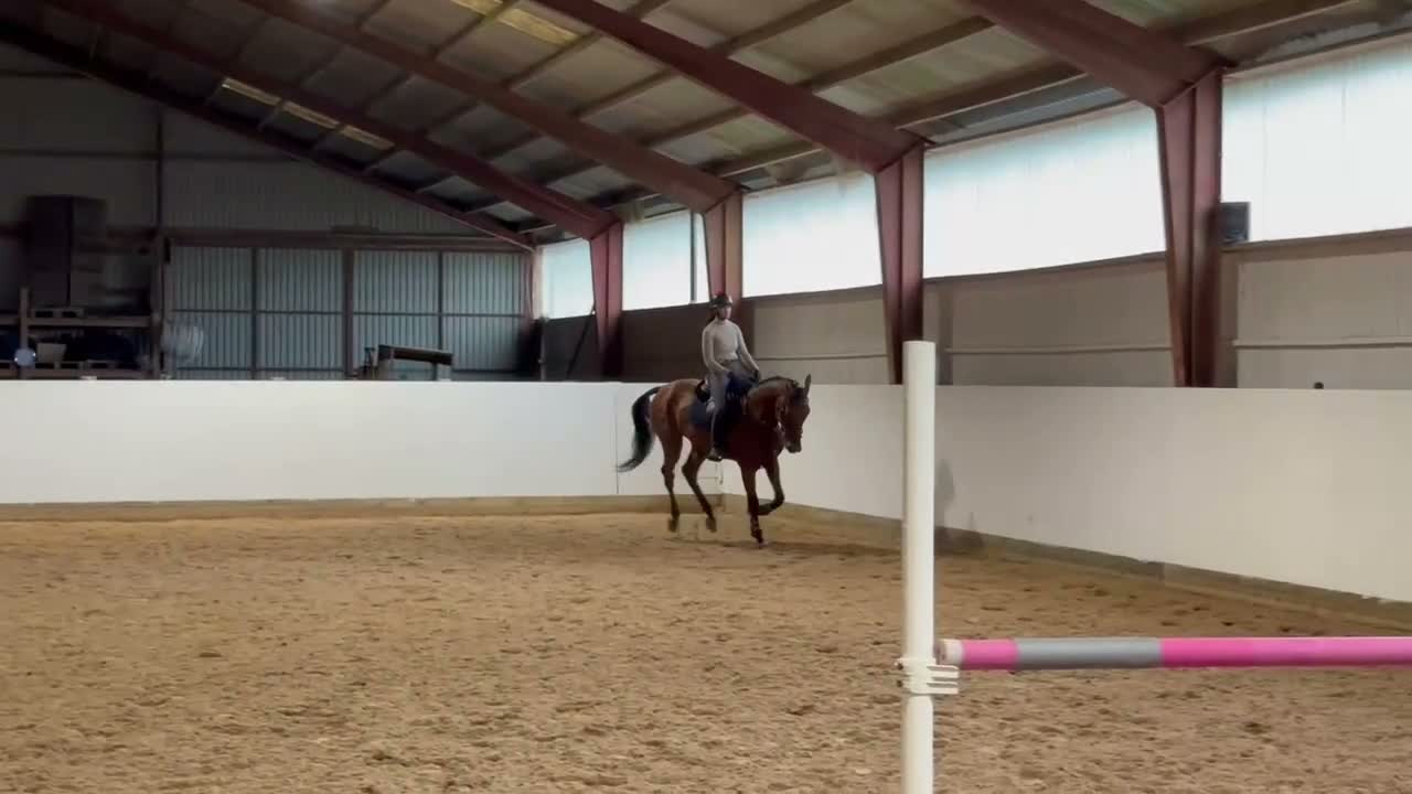 Hoppning hästar till salu: Topstammad unghäst  - Video 2