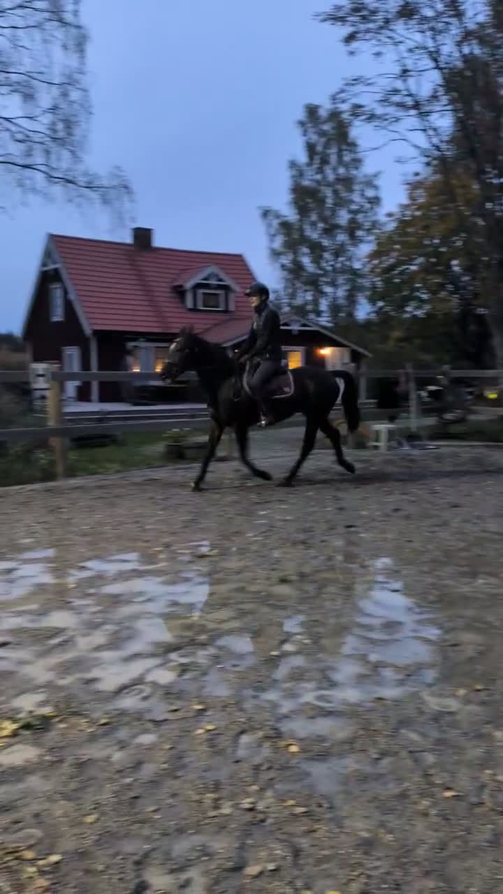 Allround hästar till salu: Artist - Video 2