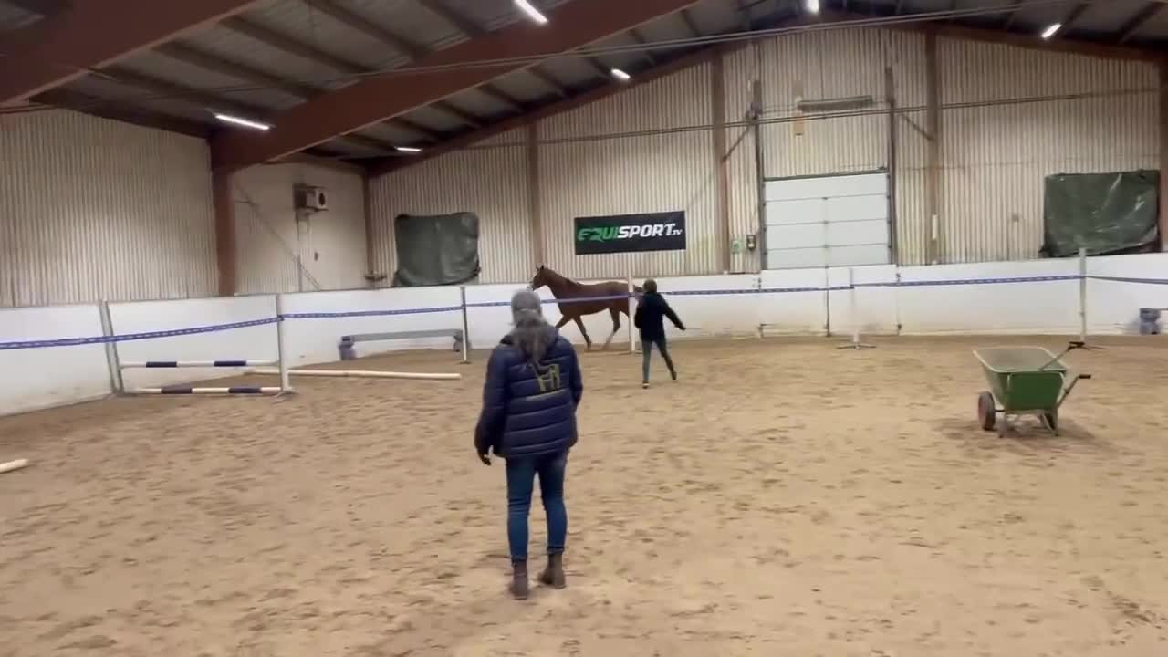 Hoppning hästar till salu: *Unikt tillfälle* Vackert stoföl med toppstam - Video 4