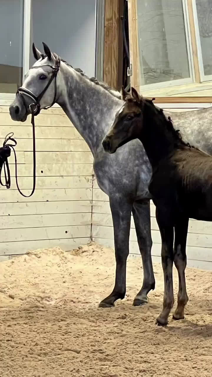Dressyr hästar till salu: Svart hingst e.Skyline to B i Falkenberg - Video 1