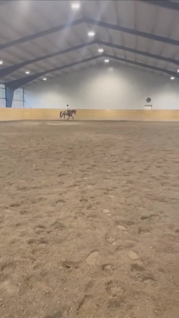 Hoppning hästar till salu: Multitalang i Varekil - Video 1