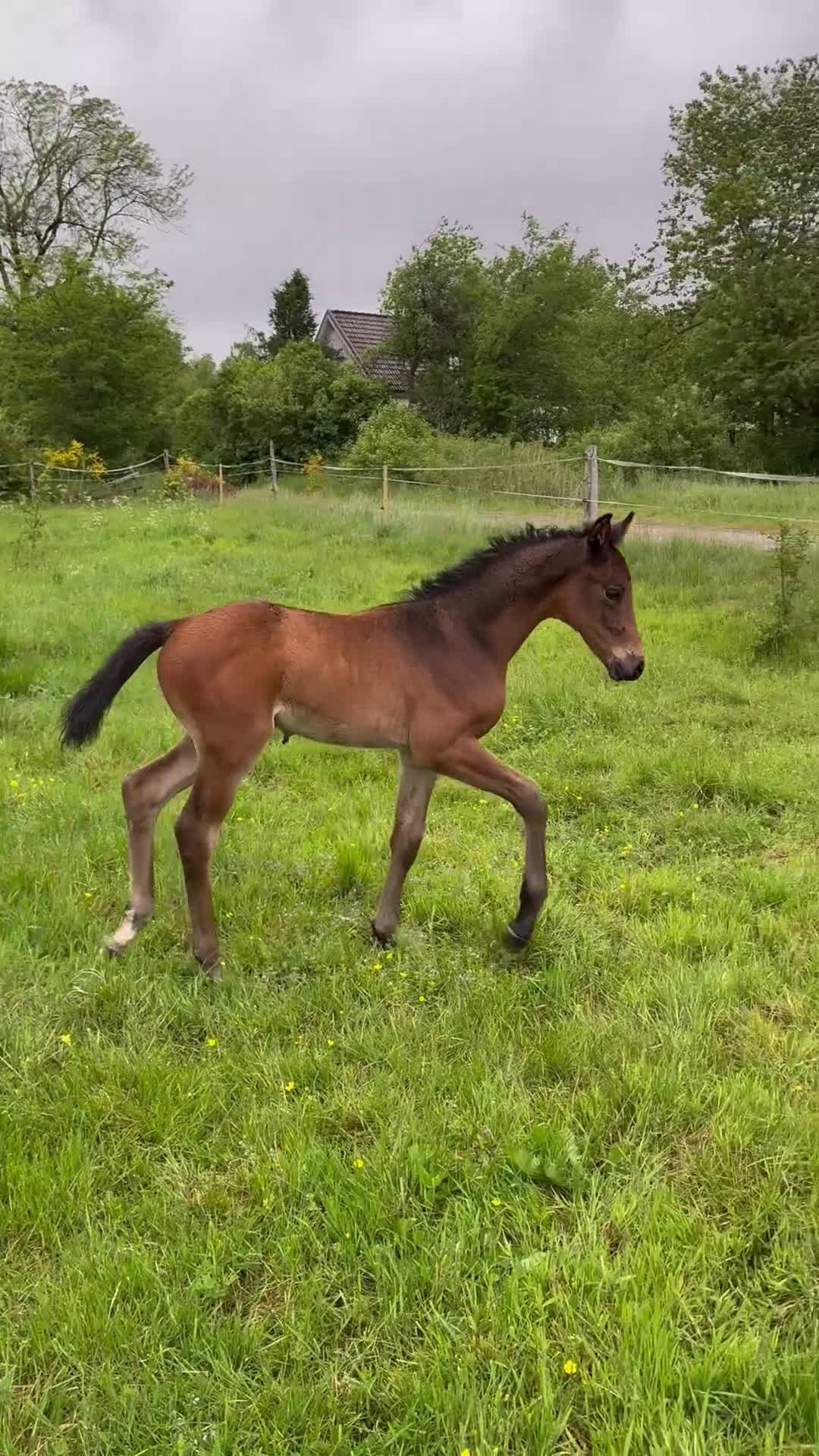 Allround hästar till salu: Exklusivt kvalitetsföl efter Hardrock Z ⭐️ i Ullared - Video 2