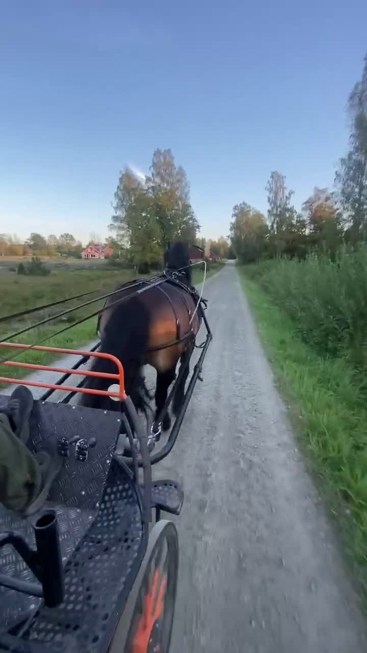Körning hästar till salu: Kör/allround häst i Hallabro - Video 3
