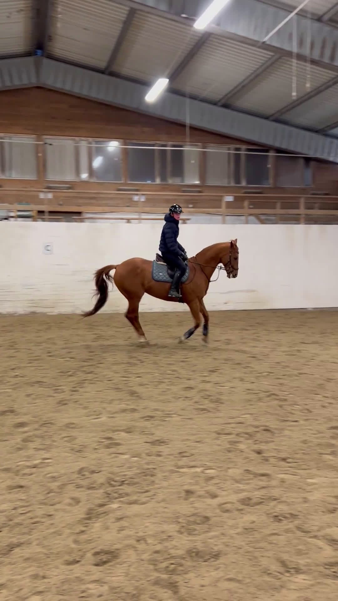 Allround hästar till salu: Fantastisk allroundhäst av lättare typ i Växjö - Video 2