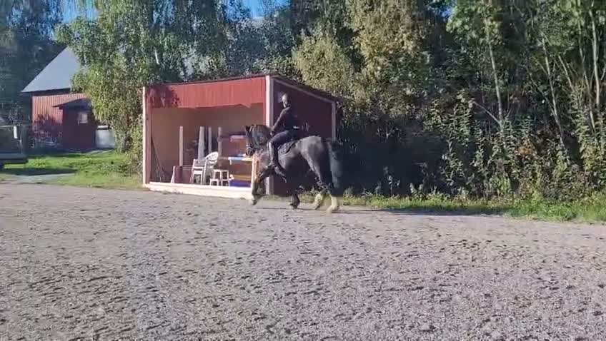 Allround hästar till salu: Charmigt bergatroll vill bli privathäst - Video 2