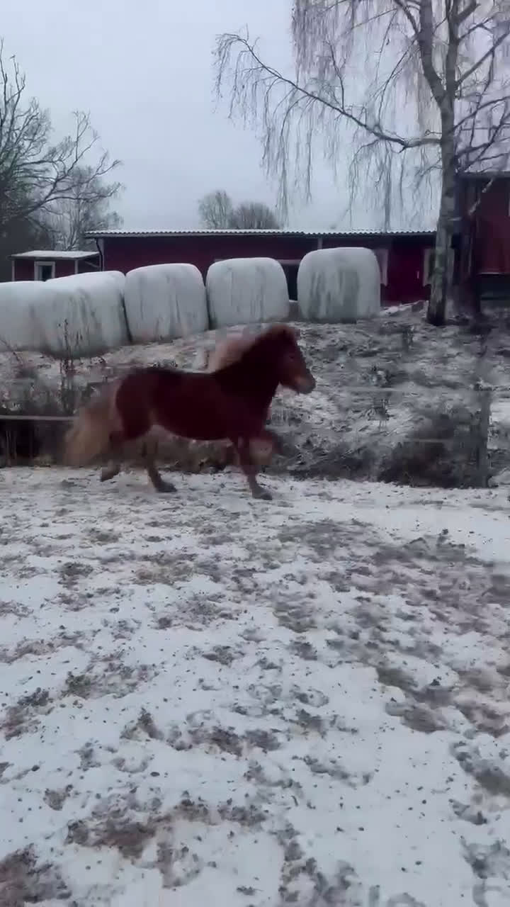 Island hästar till salu: Lovande sto i Våmhus - Video 2
