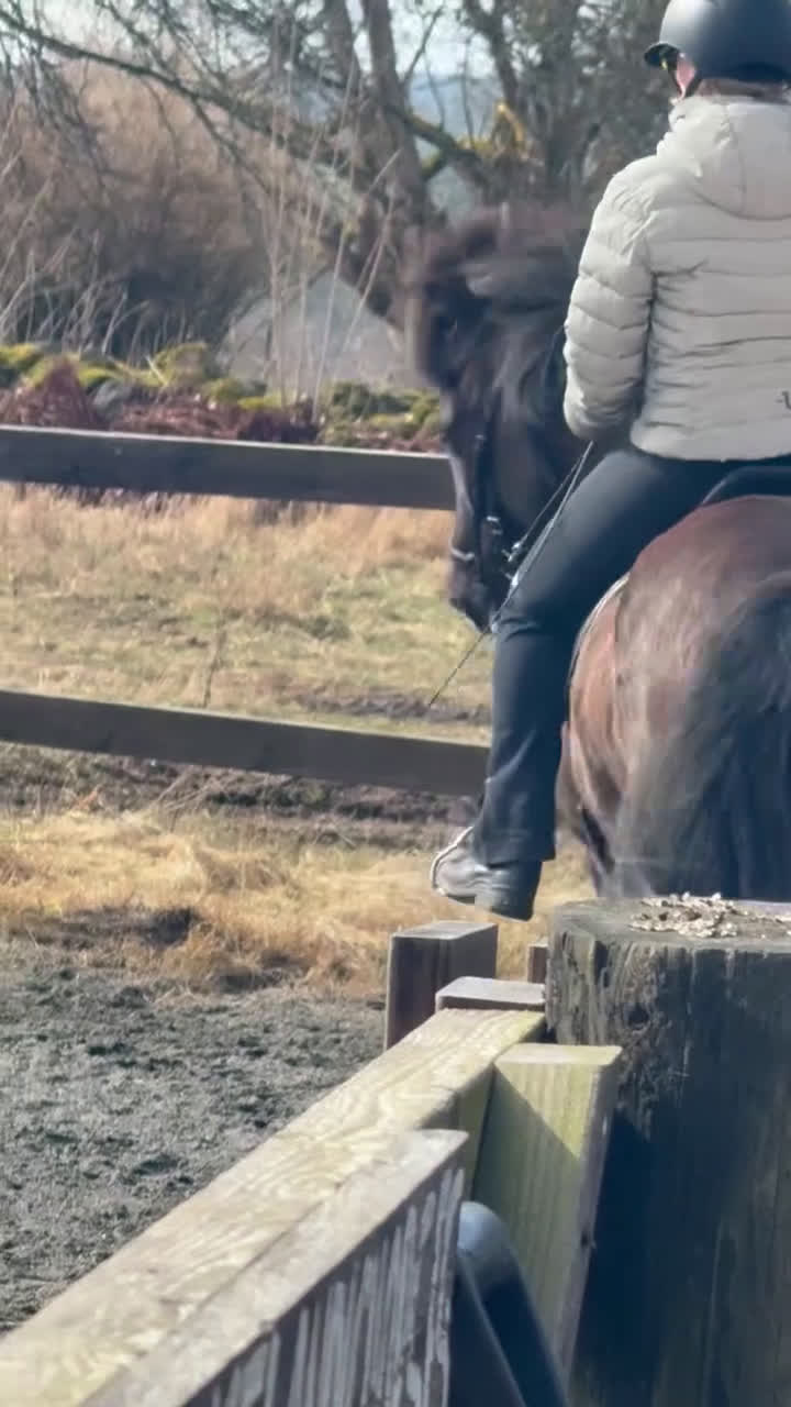 Island hästar till salu: Härligt sto med mycket tölt  - Video 4