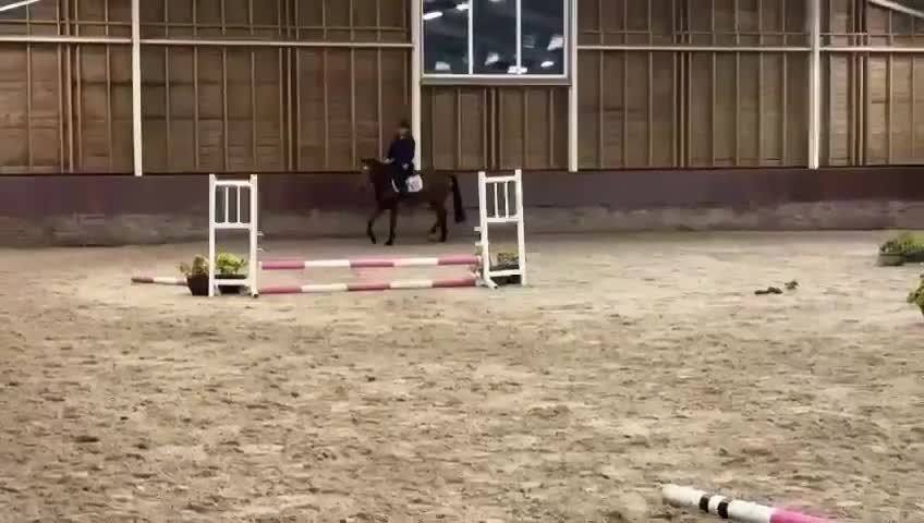 Hoppning hästar till salu: Fantastiskt sto - Video 2