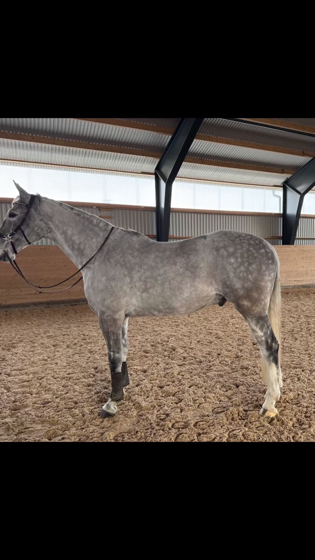 Hoppning hästar till salu: Underbar Valack i Aneby - Video 1