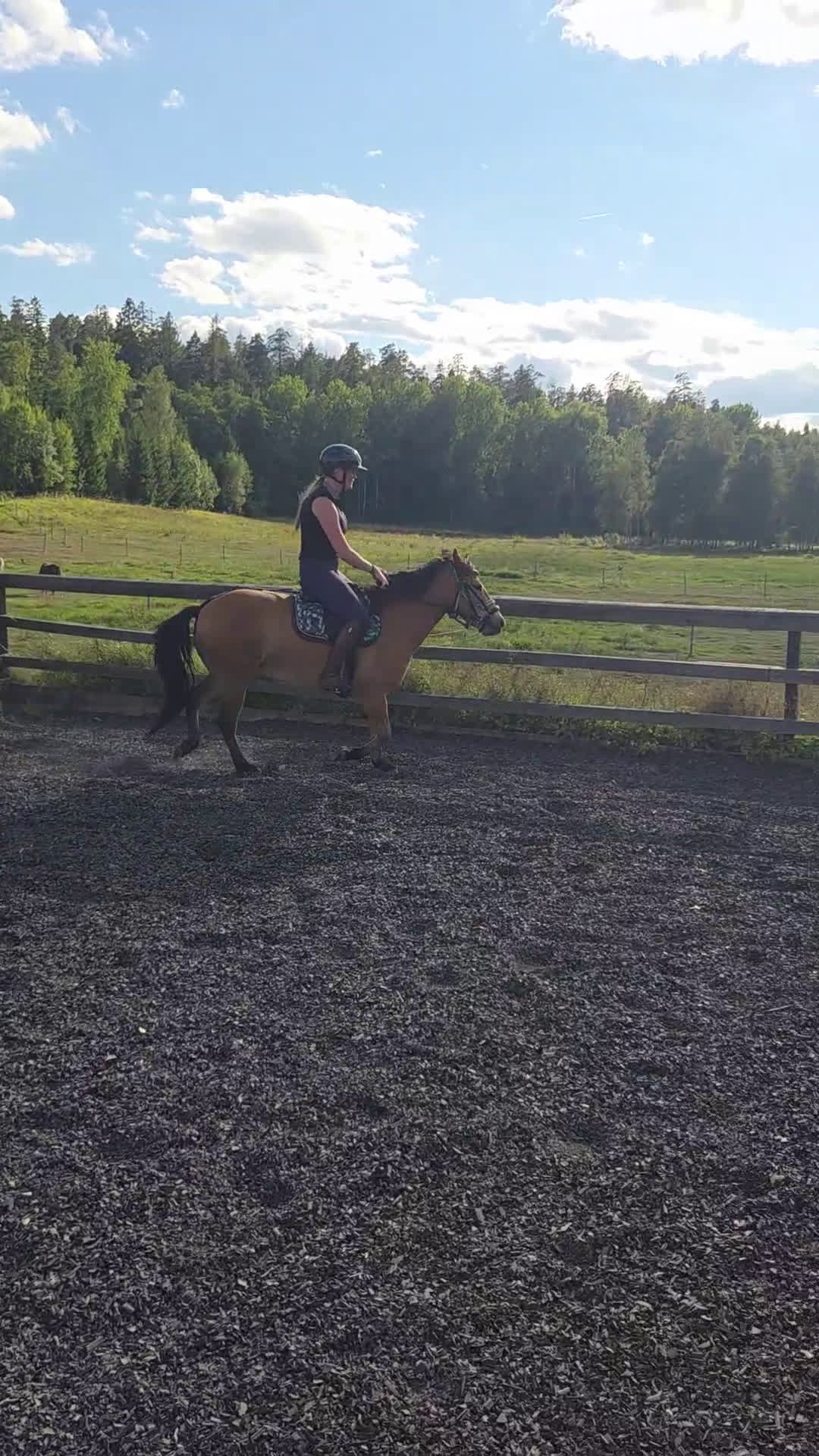 Allround hästar till salu: *Sänkt pris* Russto f. 2020, ca 122 cm i Gusum - Video 4