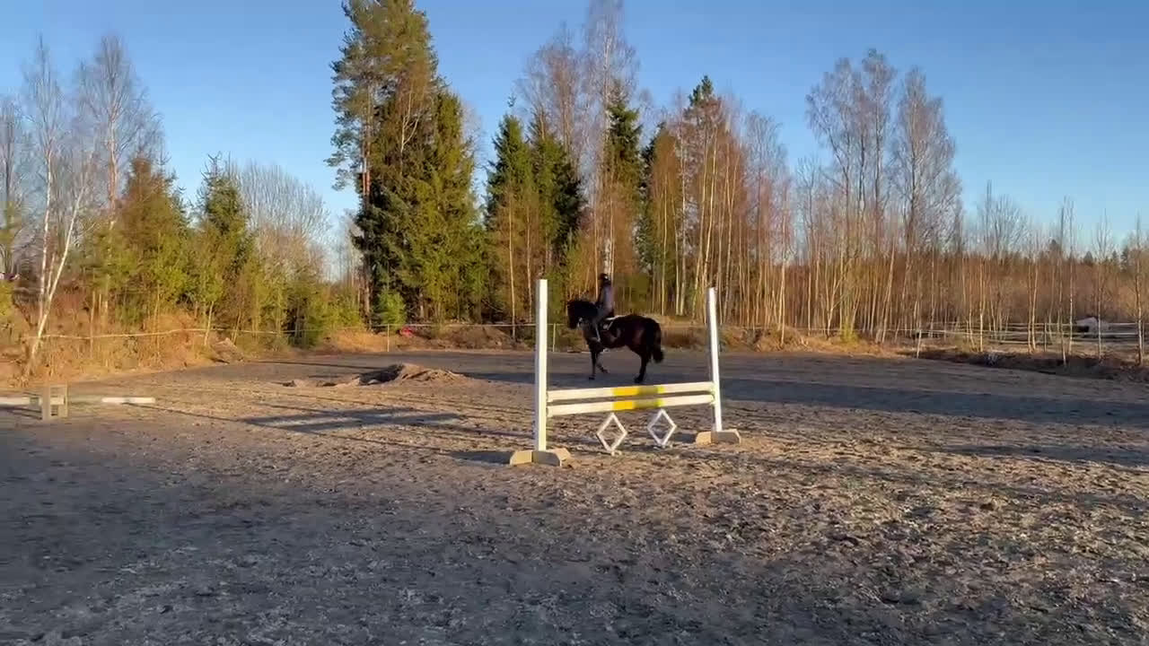  medryttarhäst finnes: Söker en rutinerad medryttare   - Video 1