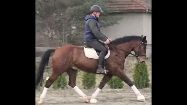 Allround hästar till salu: Dressage & driving & jumping partner for everybody - Video 2