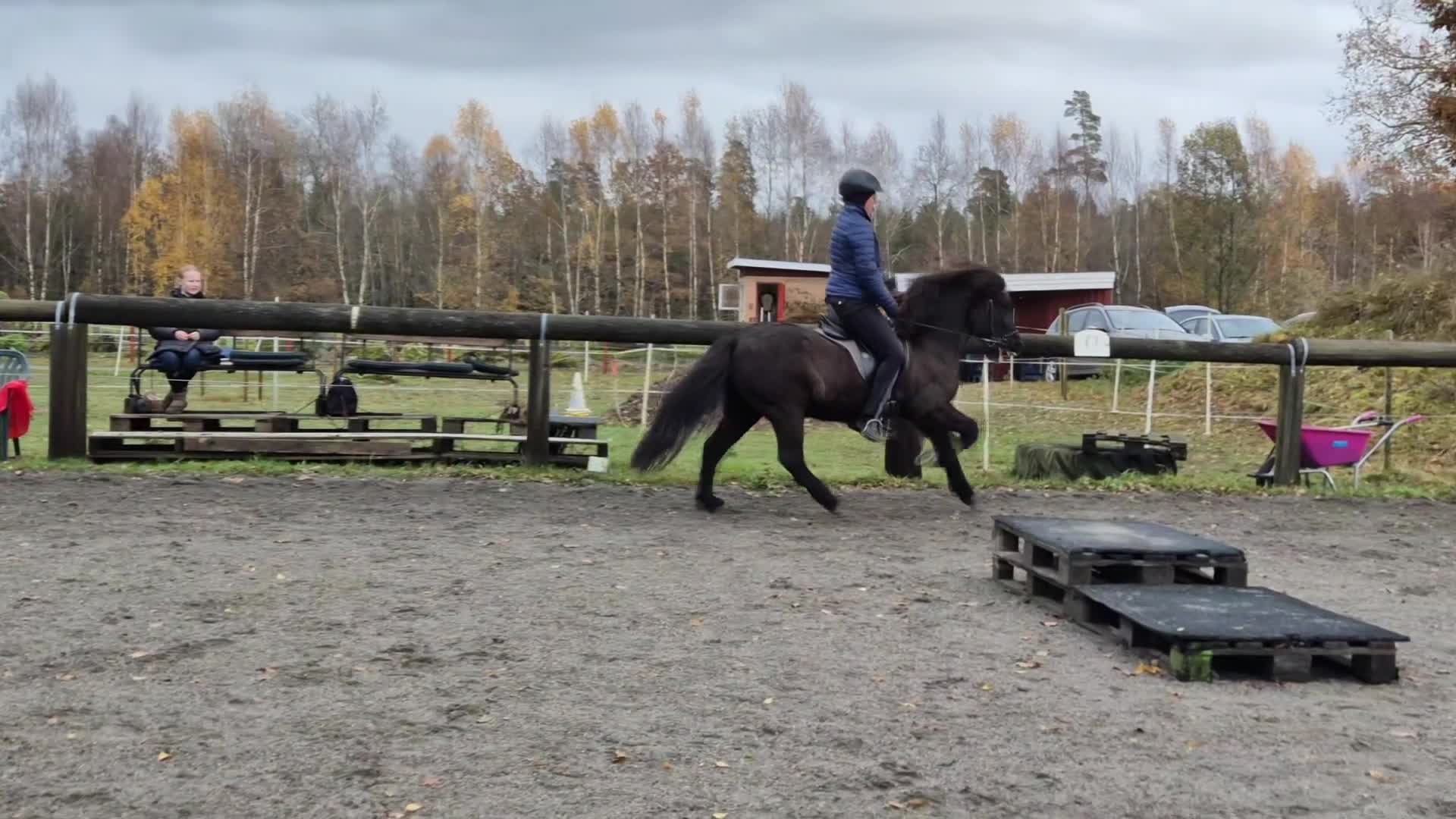 Island hästar till salu: September från Lindvallen - Video 3