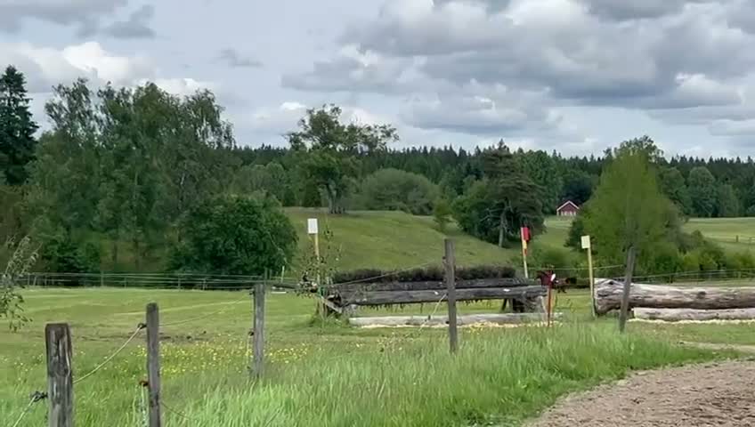 Hoppning hästar till salu: 10årig valack multitalang  - Video 1