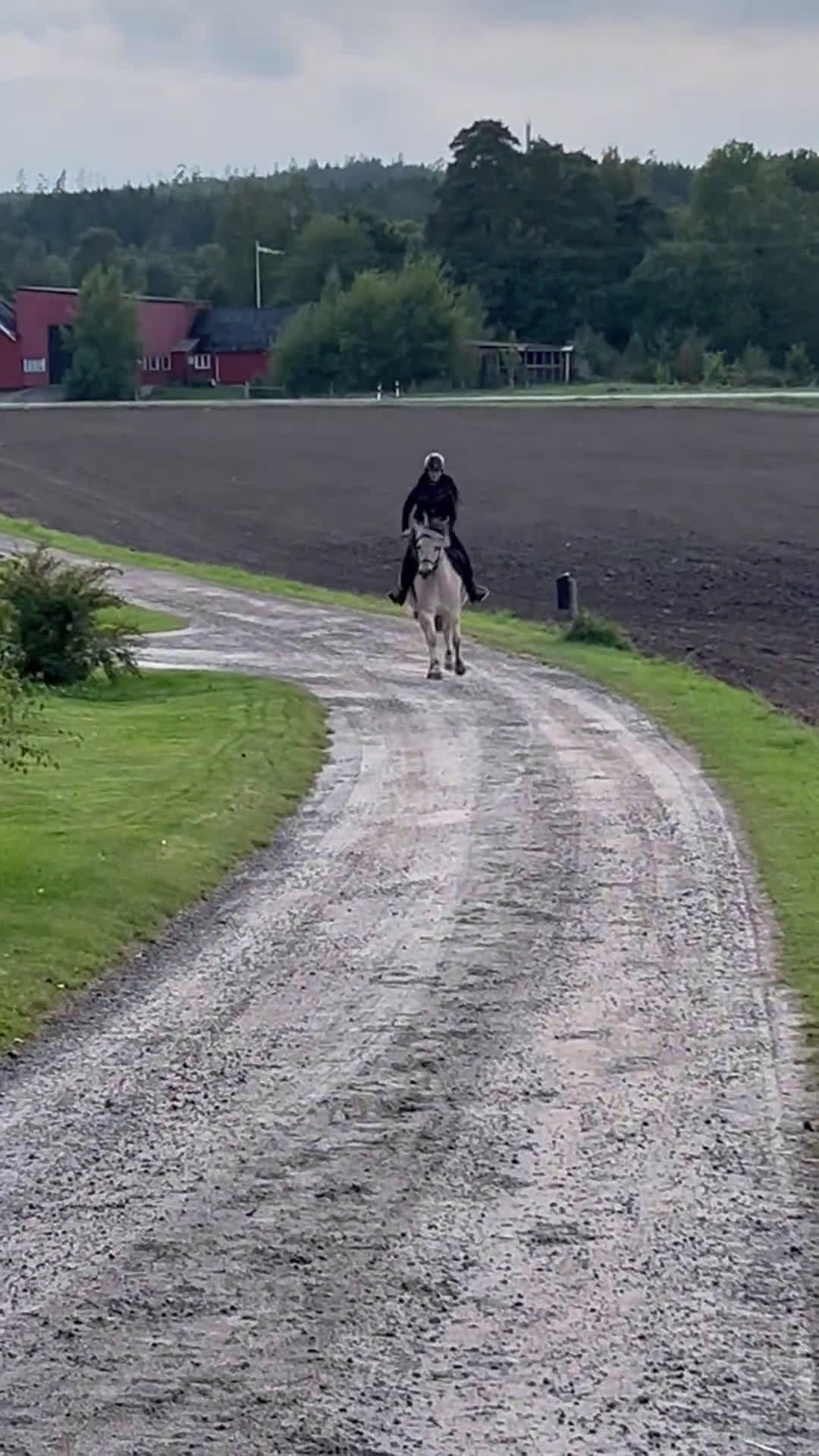 Allround hästar till salu: Pigg och snäll unghäst  i Holm - Video 1