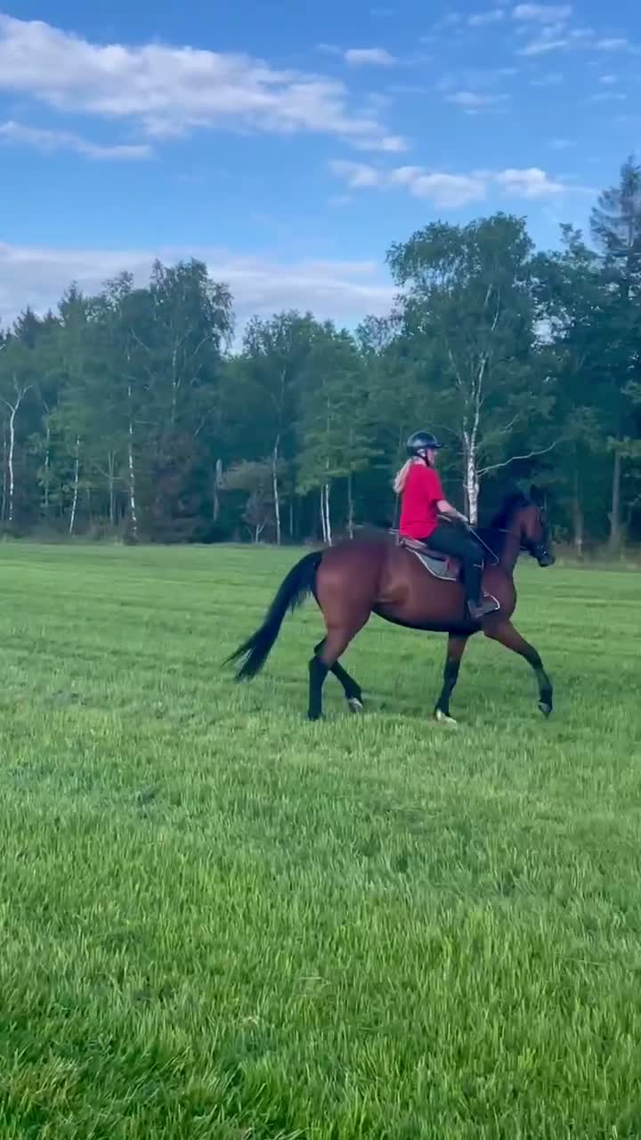 Allround hästar till salu: Fantastiskt allround mor/dotterhäst i Laholm - Video 1
