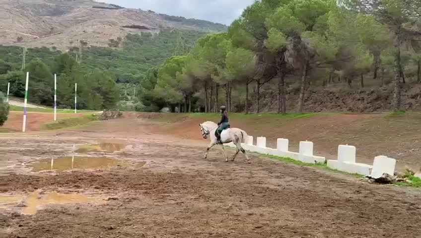 Dressyr hästar till salu: Fantastisk PRE hingst!! i Borås - Video 1