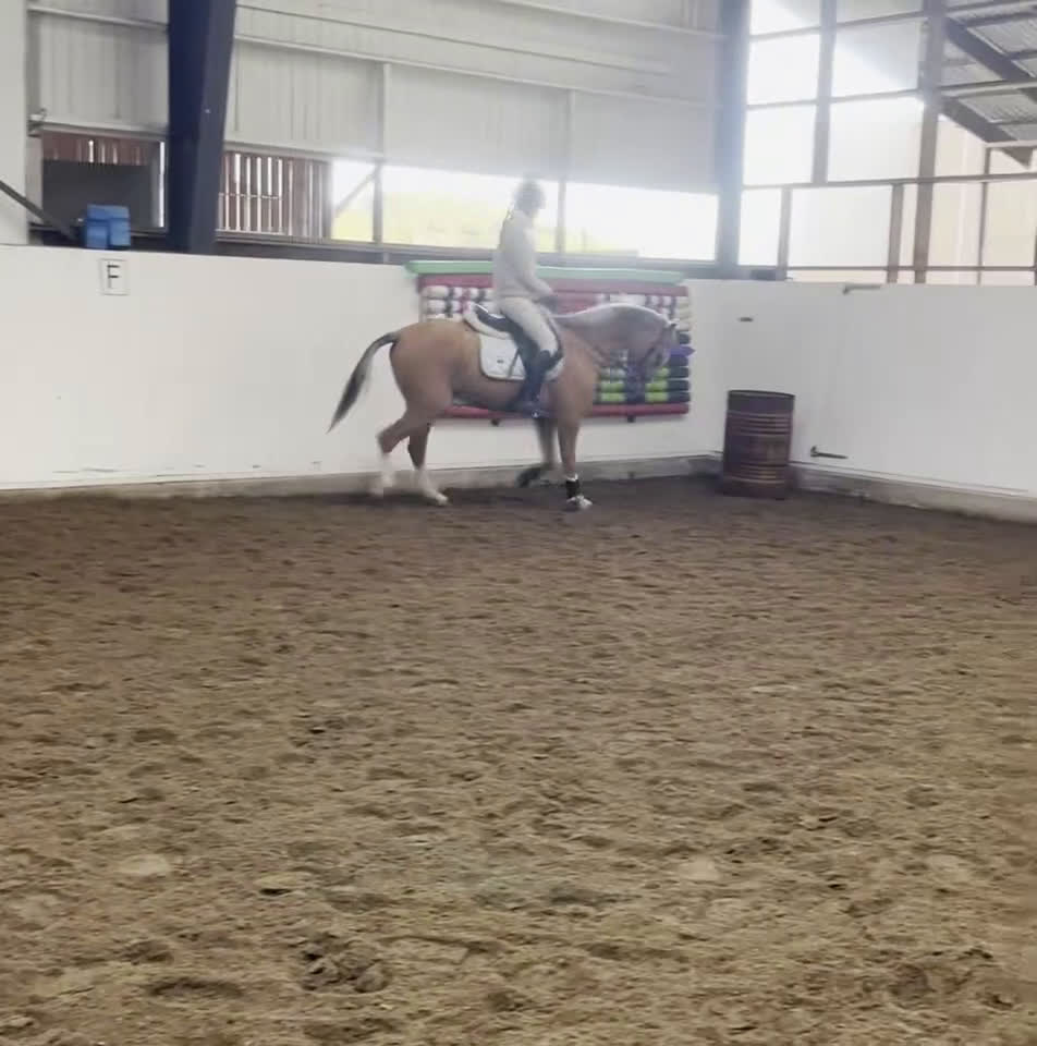 Dressyr hästar till salu: En bästa vän - Video 1