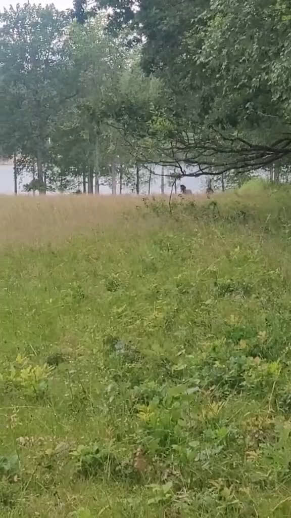 Allround hästar till salu: Kraftfull sporthäst i Stenkullen - Video 1