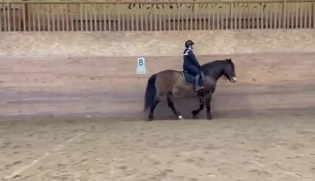 Dressyr hästar till salu: Trevlig nordsvensk - Video 1