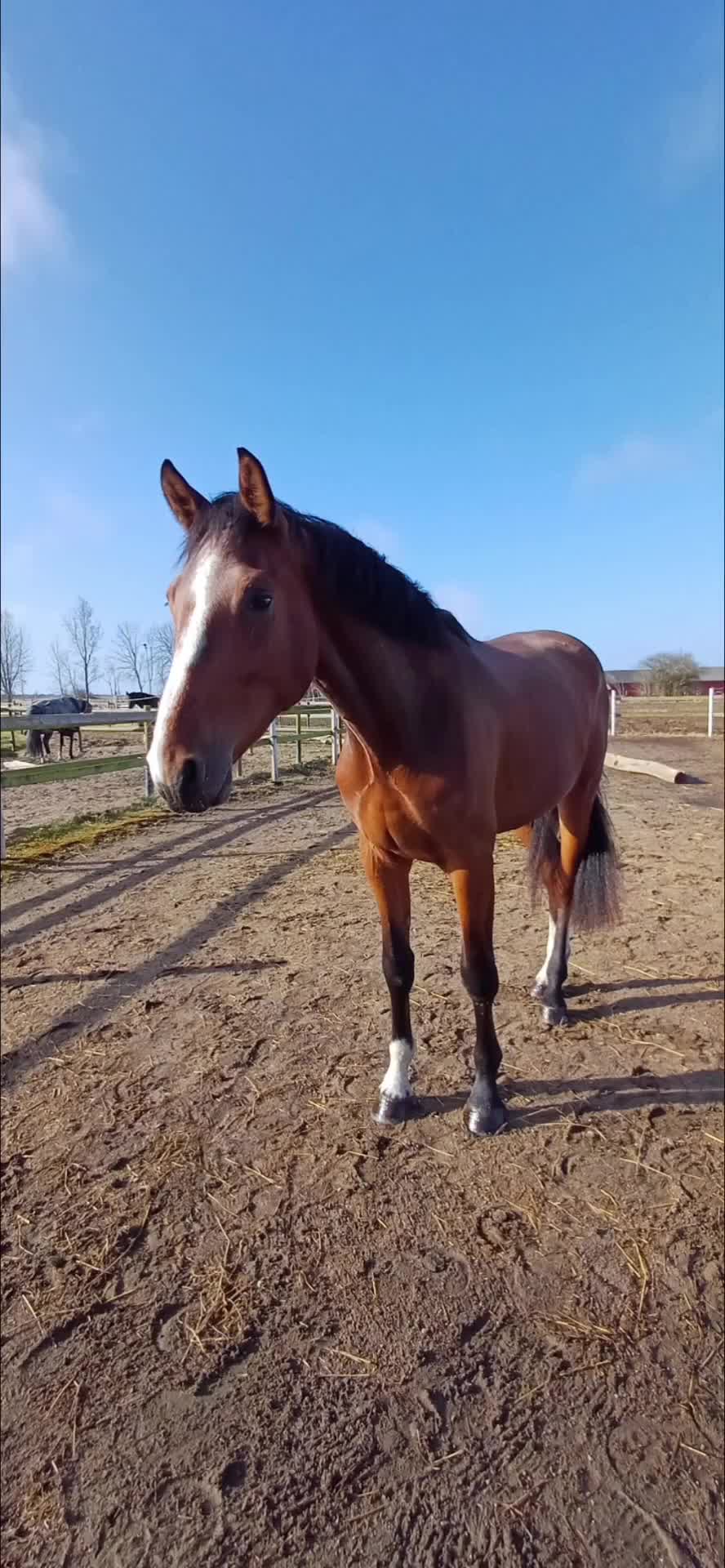 Hoppning hästar till salu: lovande 3-årig valack med fantastisk inställning - Video 2