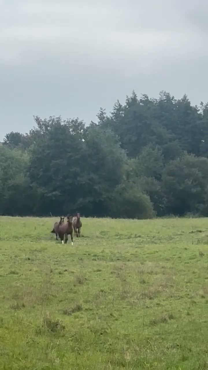 Hoppning hästar till salu: 2-årig e. Caccafly CL - Video 1