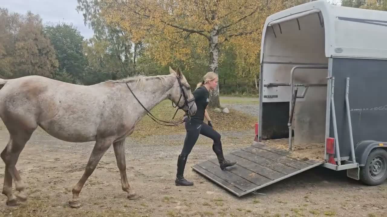 Hoppning hästar till salu: Riktig sagohäst - Video 3
