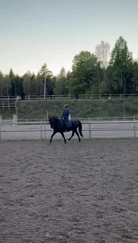 Allround hästar till salu: Charmig New forest - Video 2