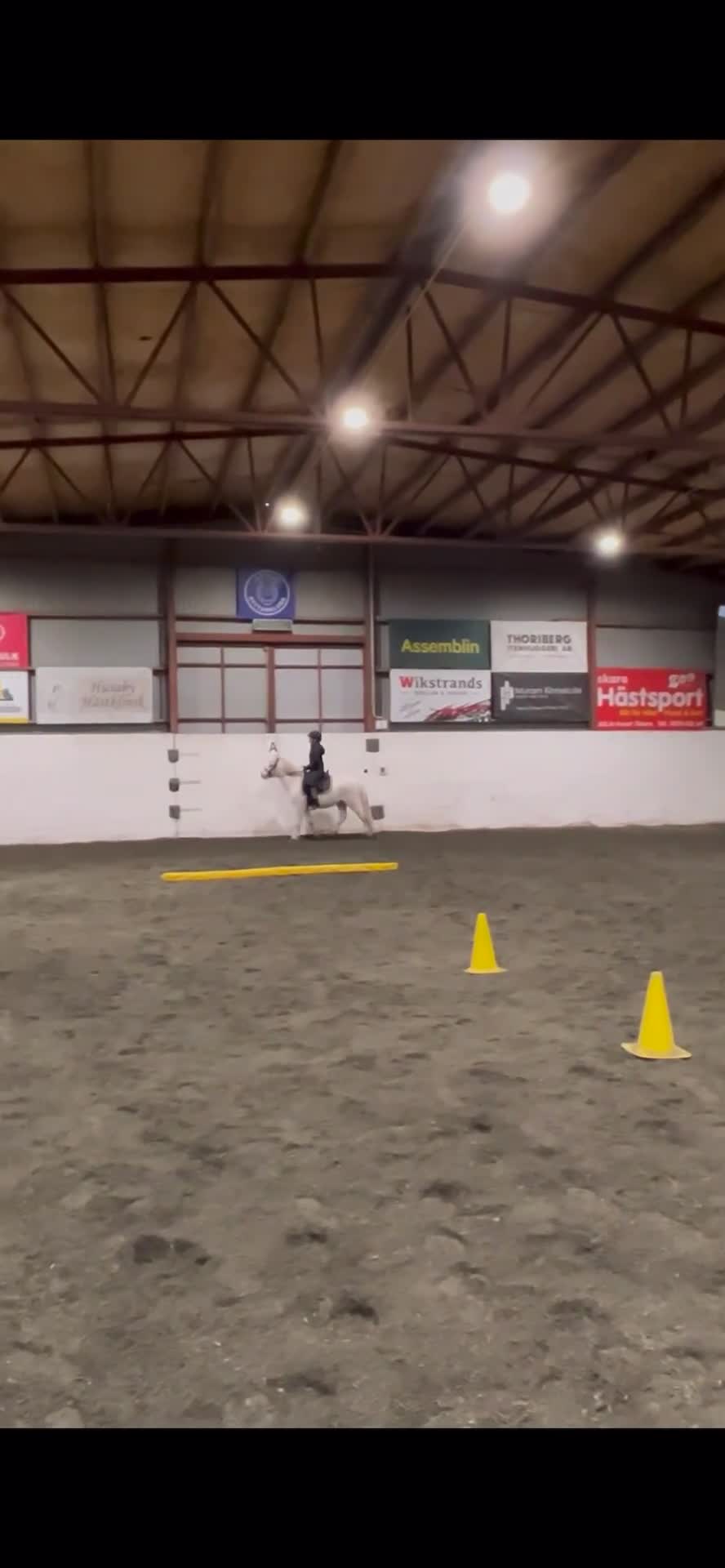 Dressyr hästar till salu: Läromästare  - Video 2