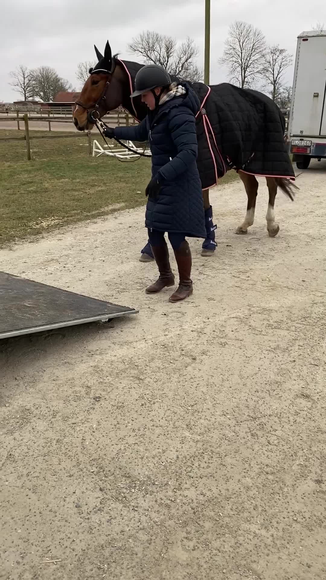 Hoppning hästar till salu: Hopphäst att snabbt avancera i klasserna med. - Video 3