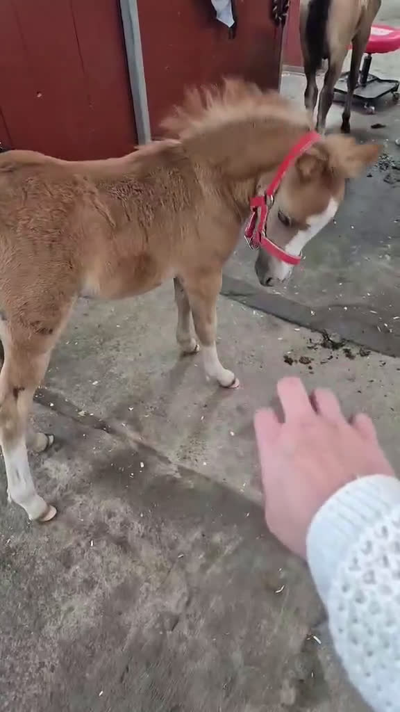 Allround hästar till salu: Framåt welsh mountainkille i Stenkullen - Video 3