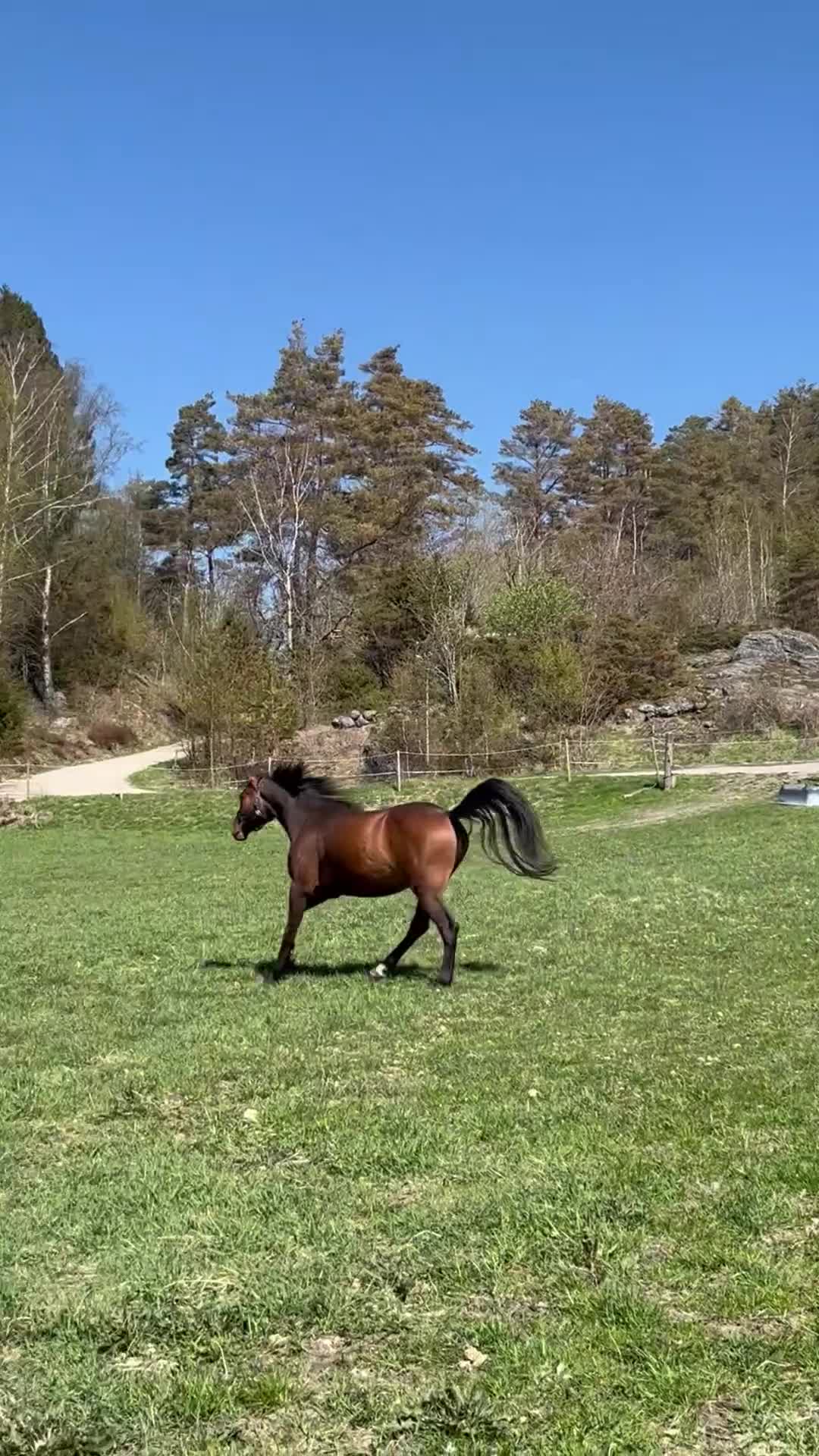 Hoppning hästar till salu: Blivande hopp/dressyr ponny - Video 4